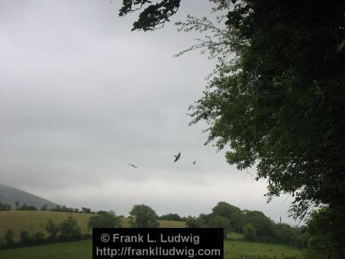 Swallows